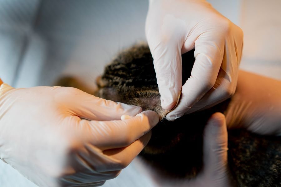 Man hair transplant information